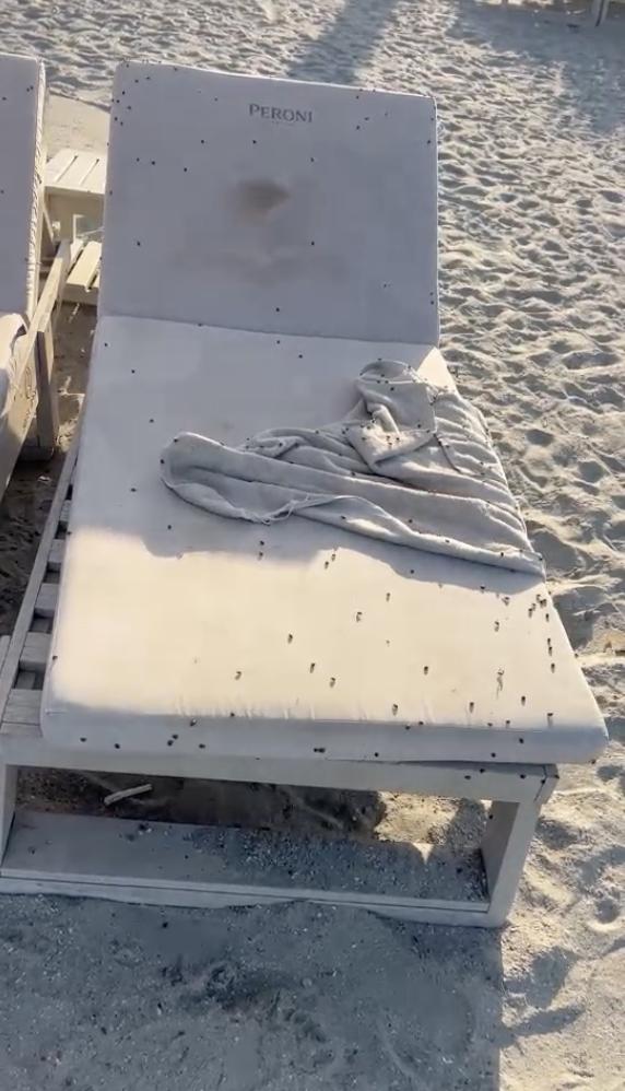 Invazie de gărgărițe în stațiunile de pe litoral. Turiștii din Mamaia sunt deranjați de buburuze, și pe plaje și la cazare 983811