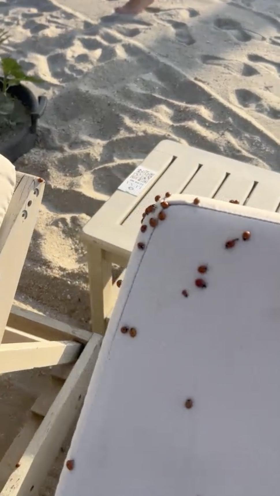 Invazie de gărgărițe în stațiunile de pe litoral. Turiștii din Mamaia sunt deranjați de buburuze, și pe plaje și la cazare 983812