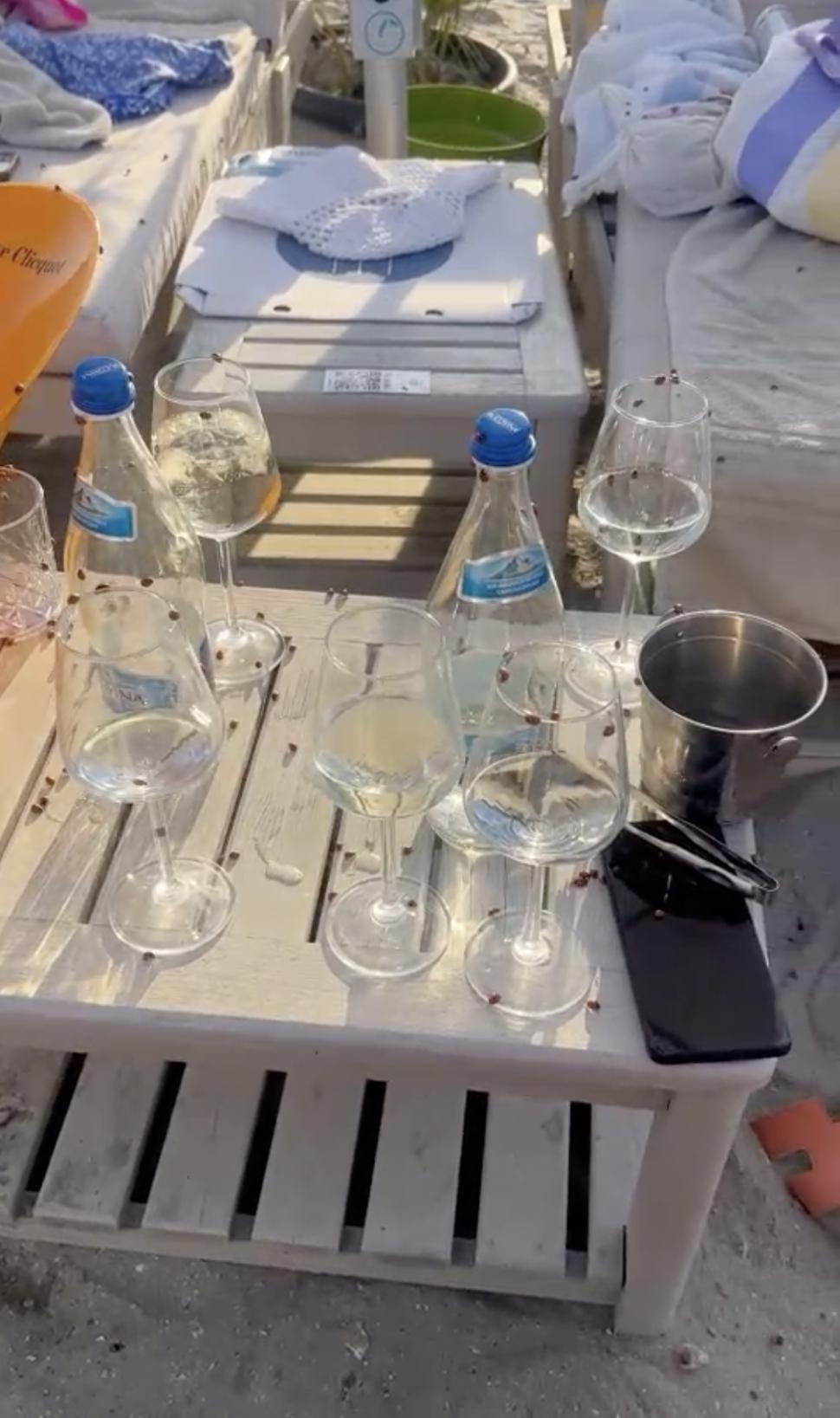 Invazie de gărgărițe în stațiunile de pe litoral. Turiștii din Mamaia sunt deranjați de buburuze, și pe plaje și la cazare 983813