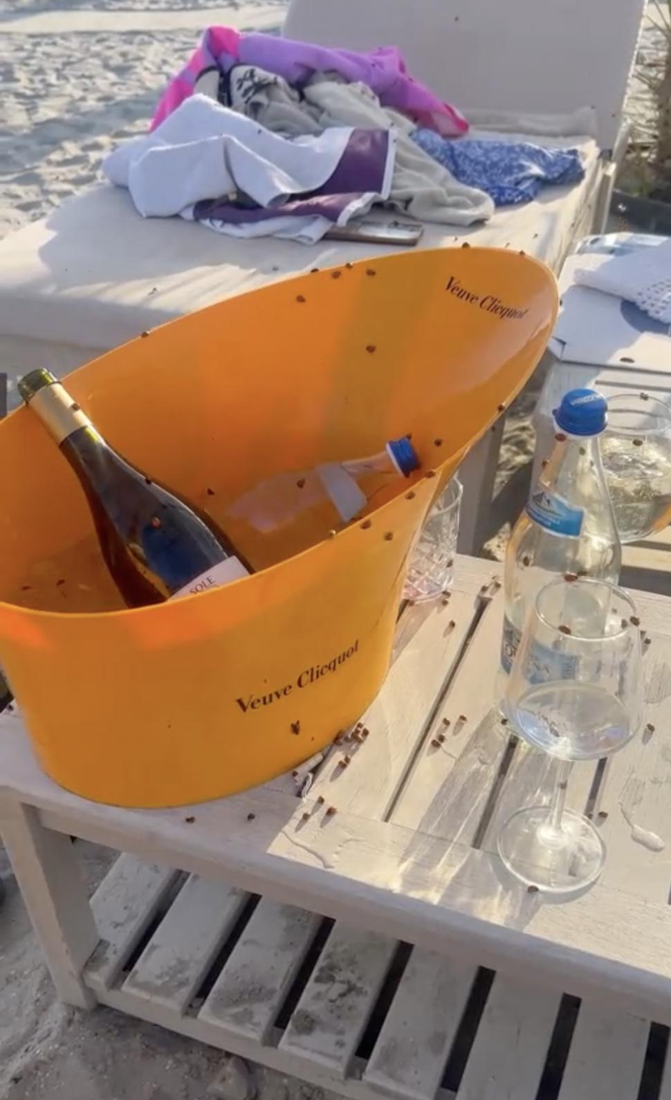 Invazie de gărgărițe în stațiunile de pe litoral. Turiștii din Mamaia sunt deranjați de buburuze, și pe plaje și la cazare 983814