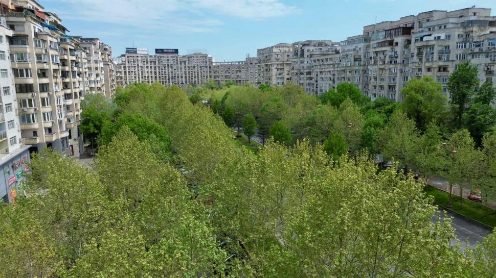 Orașele care plantează viitorul: cum ne salvează arborii din mijlocul asfaltului 983906