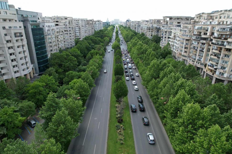 Orașele care plantează viitorul: cum ne salvează arborii din mijlocul asfaltului 983907