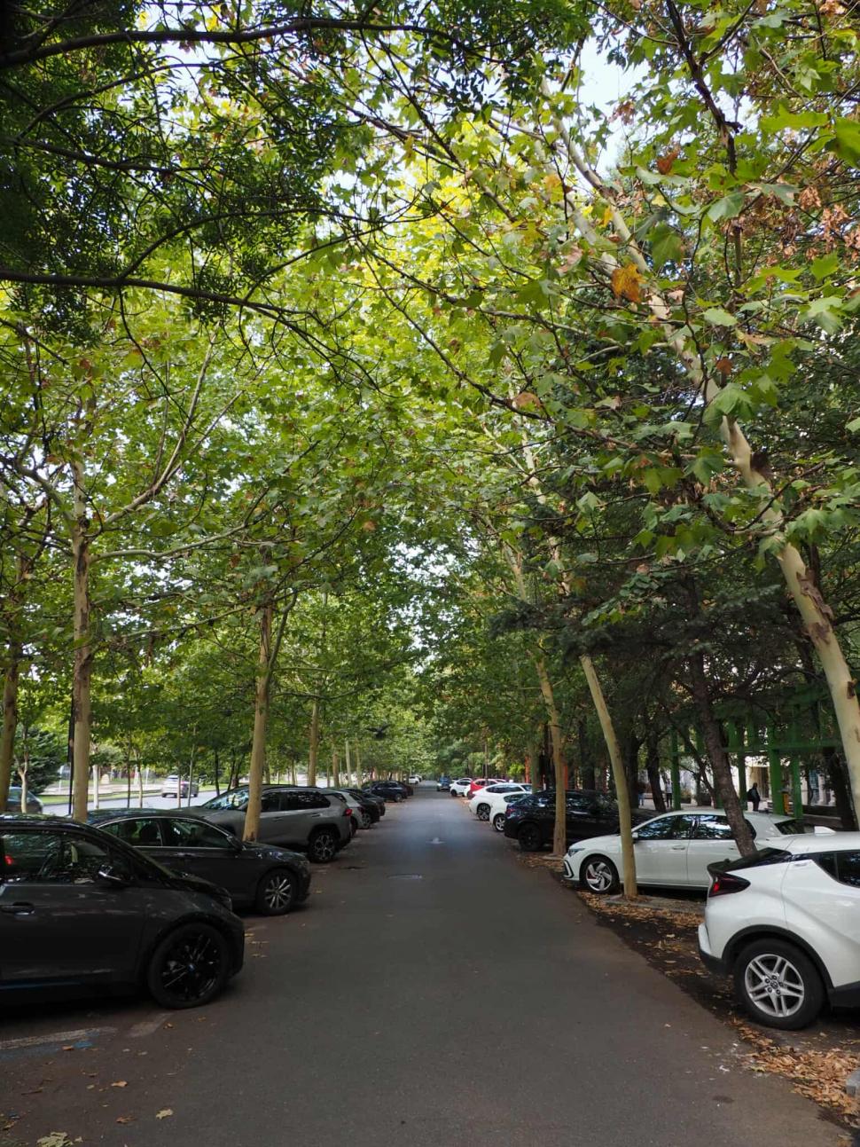 Orașele care plantează viitorul: cum ne salvează arborii din mijlocul asfaltului 983908