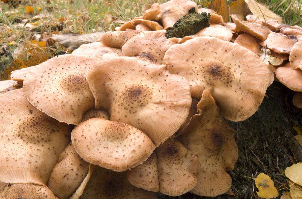 Cum arată cel mai mare organism viu din lume, o „ciupercă de miere” de 35.000 de tone. Ocupă o suprafață cât trei Central Park 984144