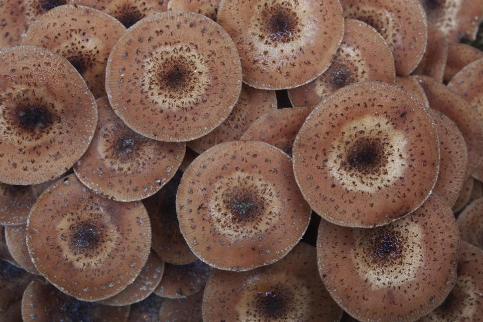 Cum arată cel mai mare organism viu din lume, o „ciupercă de miere” de 35.000 de tone. Ocupă o suprafață cât trei Central Park 984147