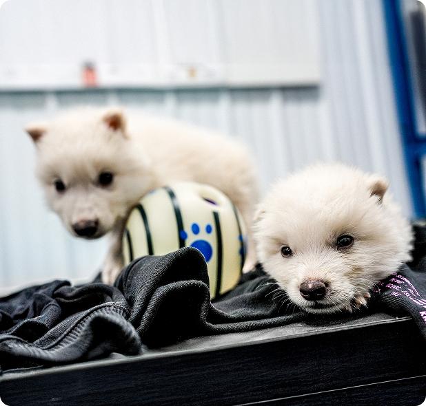 Cum arată acum lupii străvechi înviați în laborator. În 6 luni, Romulus și Remus au devenit mult mai mari decât cei din zilele noastre 985709