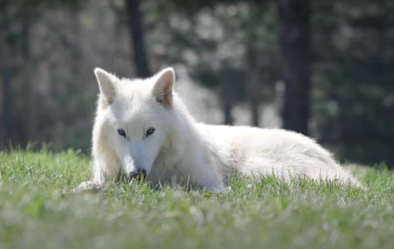Cum arată acum lupii străvechi înviați în laborator. În 6 luni, Romulus și Remus au devenit mult mai mari decât cei din zilele noastre 985720