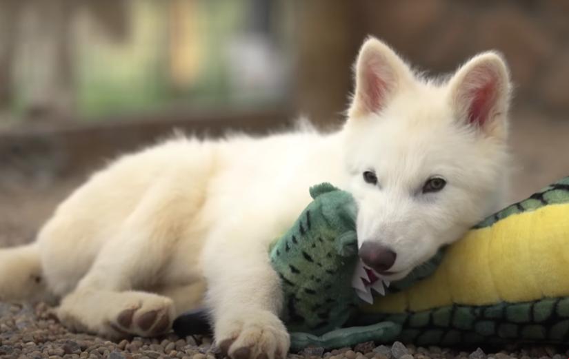 Cum arată acum lupii străvechi înviați în laborator. În 6 luni, Romulus și Remus au devenit mult mai mari decât cei din zilele noastre 985721