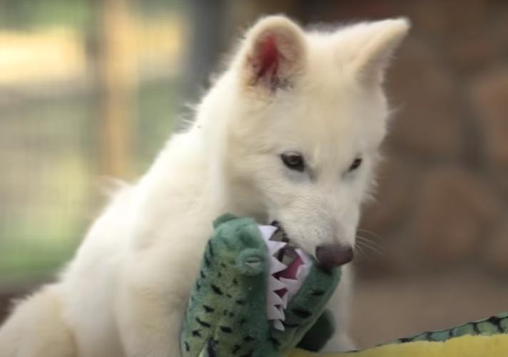 Cum arată acum lupii străvechi înviați în laborator. În 6 luni, Romulus și Remus au devenit mult mai mari decât cei din zilele noastre 985722