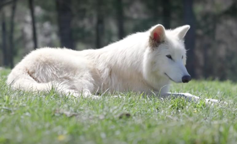 Cum arată acum lupii străvechi înviați în laborator. În 6 luni, Romulus și Remus au devenit mult mai mari decât cei din zilele noastre 985724