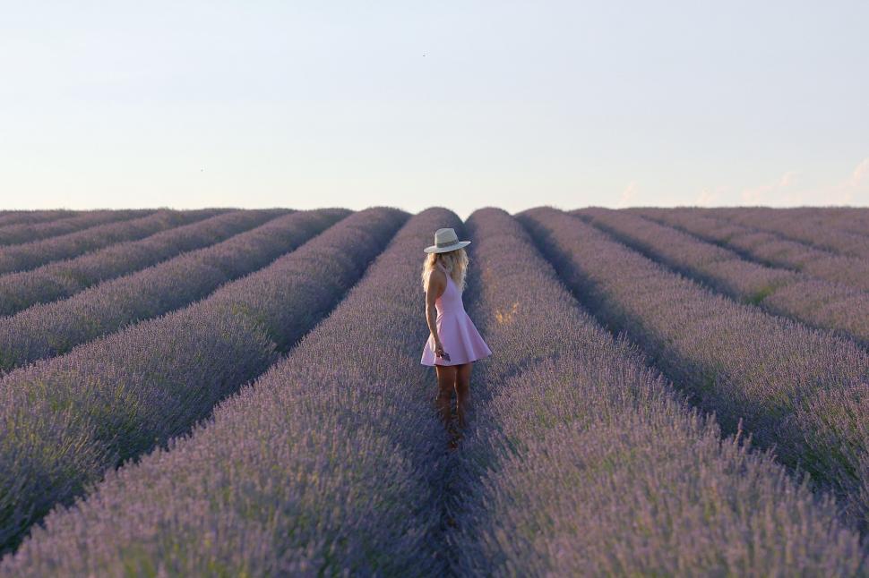 Începe recolta de lavandă în capitala „aurului albastru” din Provence. Turiștii s-au adunat pe câmpuri pentru poze „instagramabile” 985585