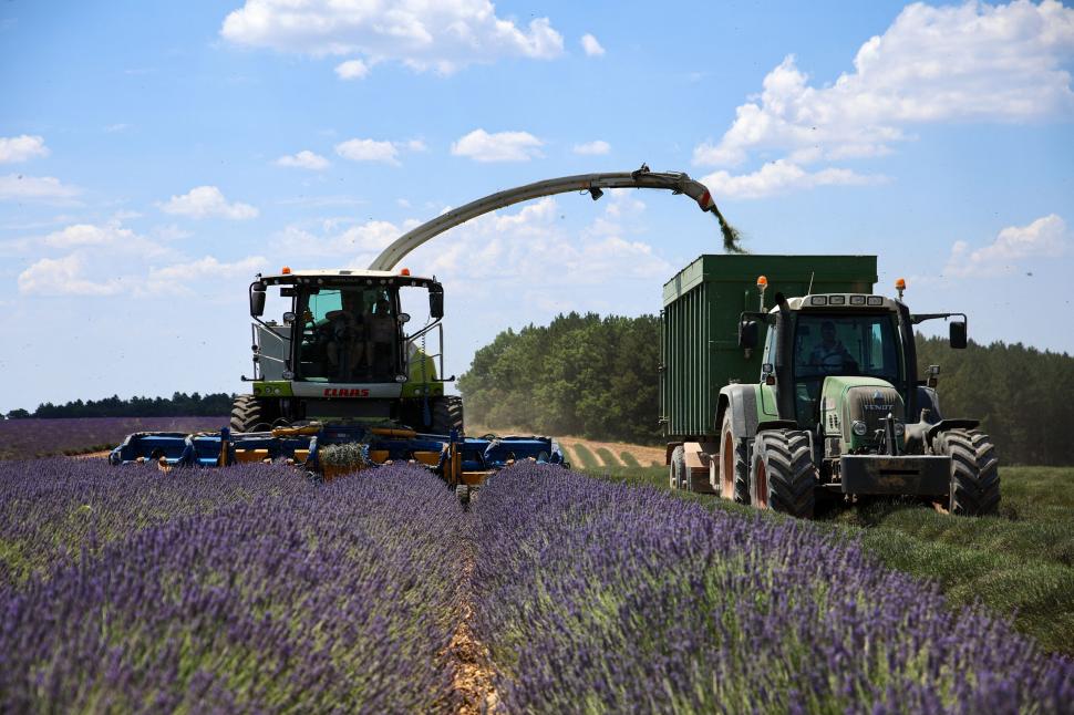 Începe recolta de lavandă în capitala „aurului albastru” din Provence. Turiștii s-au adunat pe câmpuri pentru poze „instagramabile” 985588
