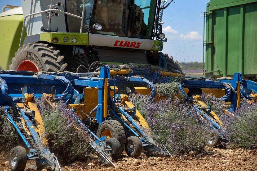 Începe recolta de lavandă în capitala „aurului albastru” din Provence. Turiștii s-au adunat pe câmpuri pentru poze „instagramabile” 985589