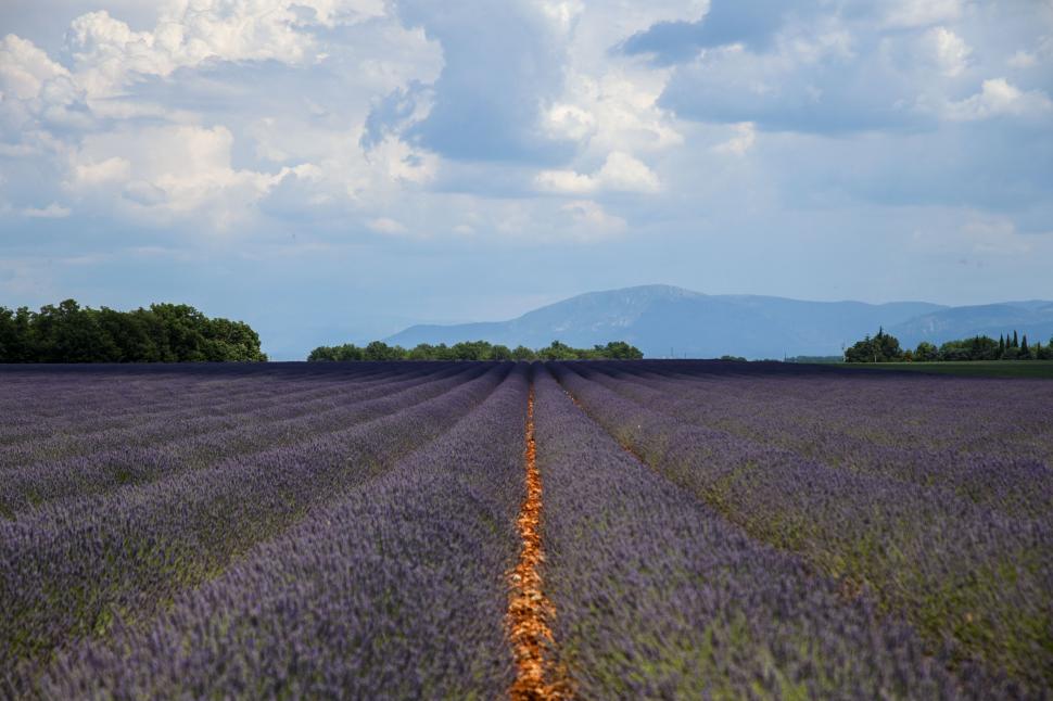 Începe recolta de lavandă în capitala „aurului albastru” din Provence. Turiștii s-au adunat pe câmpuri pentru poze „instagramabile” 985590