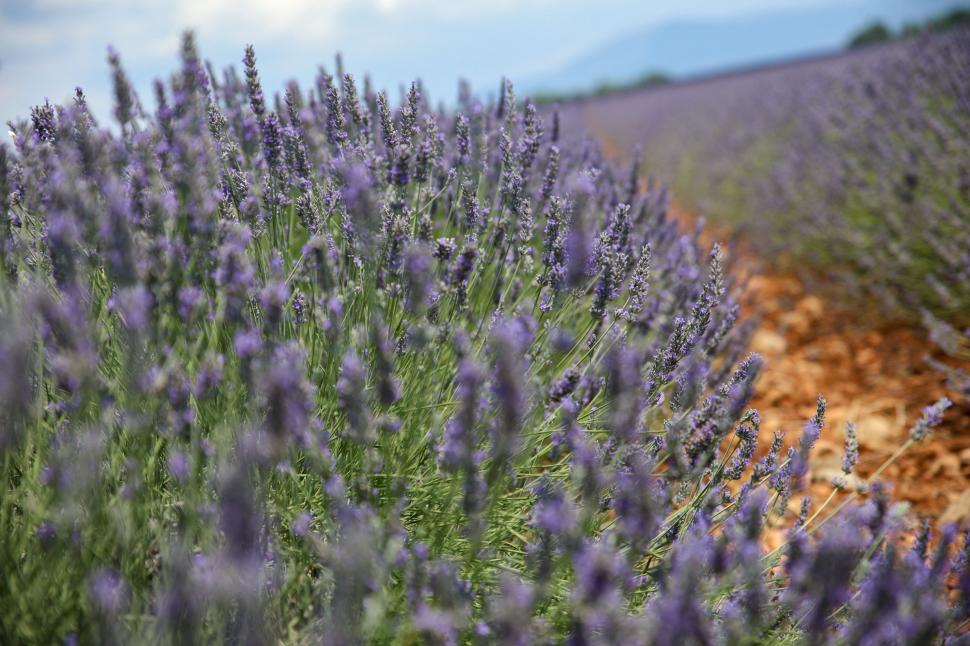 Începe recolta de lavandă în capitala „aurului albastru” din Provence. Turiștii s-au adunat pe câmpuri pentru poze „instagramabile” 985591