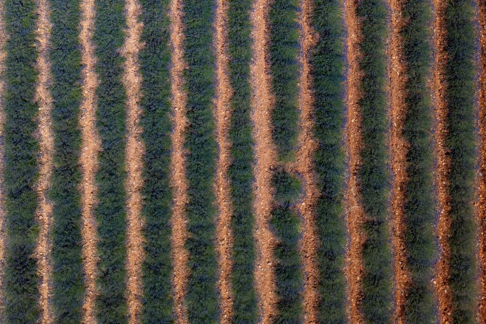 Începe recolta de lavandă în capitala „aurului albastru” din Provence. Turiștii s-au adunat pe câmpuri pentru poze „instagramabile” 985592