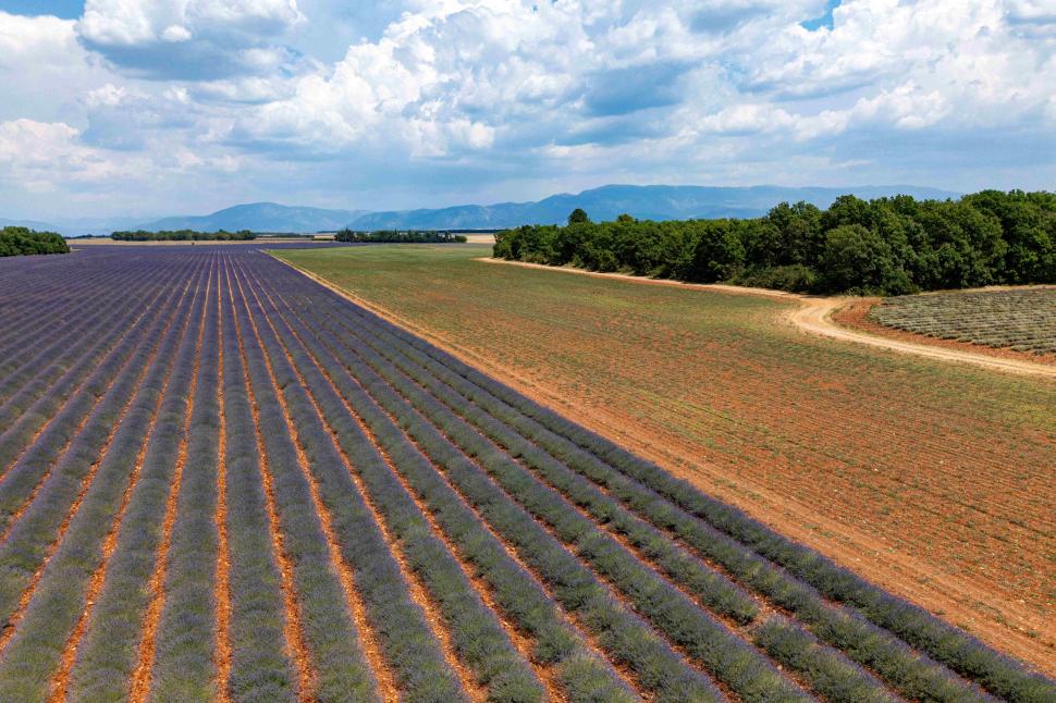 Începe recolta de lavandă în capitala „aurului albastru” din Provence. Turiștii s-au adunat pe câmpuri pentru poze „instagramabile” 985593