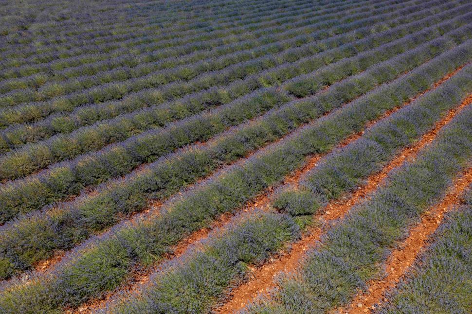 Începe recolta de lavandă în capitala „aurului albastru” din Provence. Turiștii s-au adunat pe câmpuri pentru poze „instagramabile” 985594