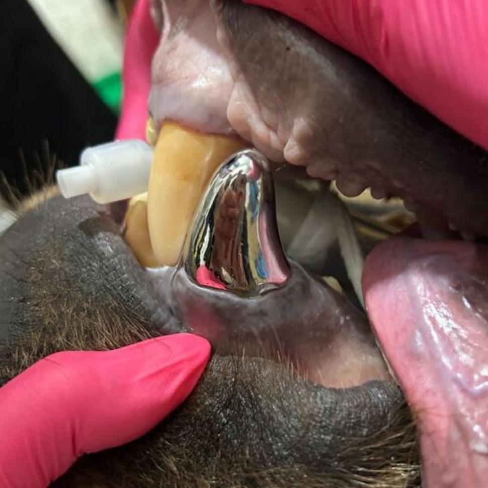 „Tundra tocmai a făcut istorie”: Dintele nou de titan primit de un urs brun a devenit cea mai mare coroană dentară din lume 985656