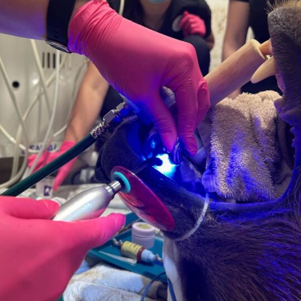 „Tundra tocmai a făcut istorie”: Dintele nou de titan primit de un urs brun a devenit cea mai mare coroană dentară din lume 985657