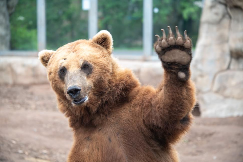 „Tundra tocmai a făcut istorie”: Dintele nou de titan primit de un urs brun a devenit cea mai mare coroană dentară din lume 985659