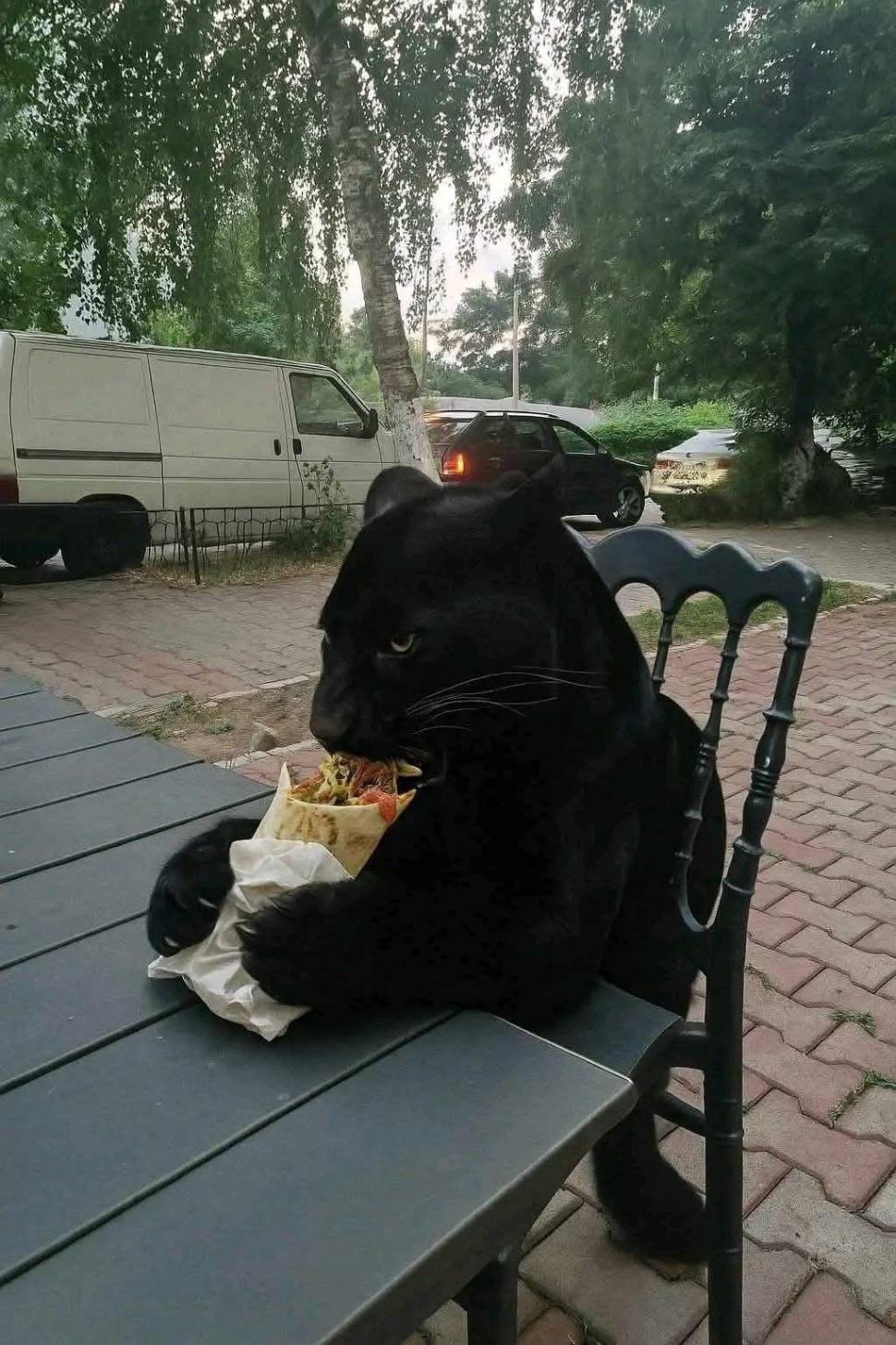 Festival de meme-uri pe internet cu pantera neagră în România: Felina ba mănâncă o șaorma la terasă, ba duce sticle la reciclat 986216