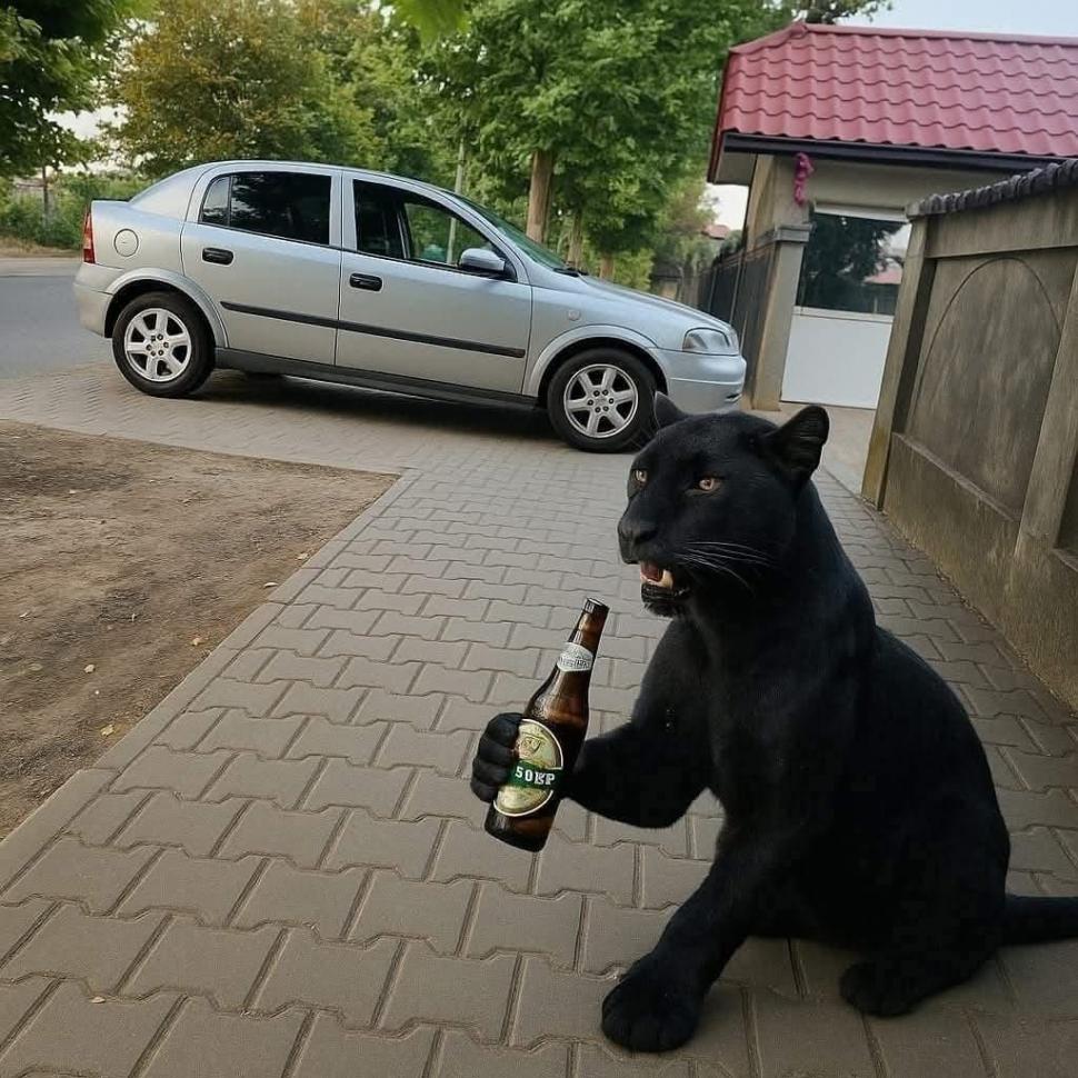 Festival de meme-uri pe internet cu pantera neagră în România: Felina ba mănâncă o șaorma la terasă, ba duce sticle la reciclat 986218