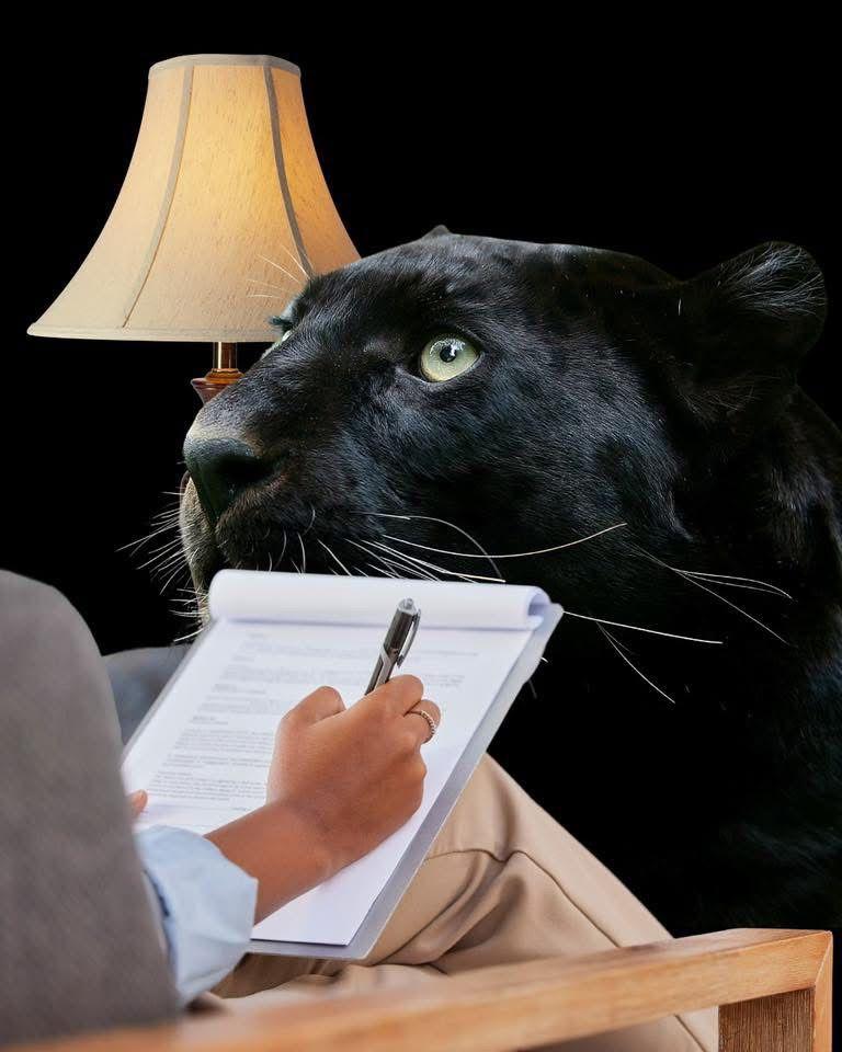 Festival de meme-uri pe internet cu pantera neagră în România: Felina ba mănâncă o șaorma la terasă, ba duce sticle la reciclat 986219