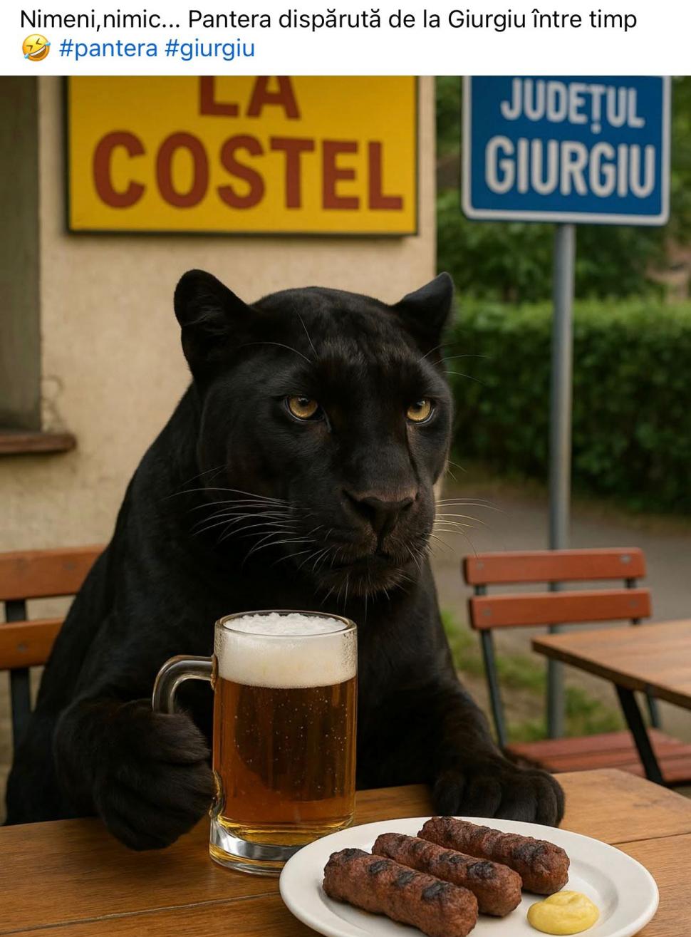 Festival de meme-uri pe internet cu pantera neagră în România: Felina ba mănâncă o șaorma la terasă, ba duce sticle la reciclat 986221