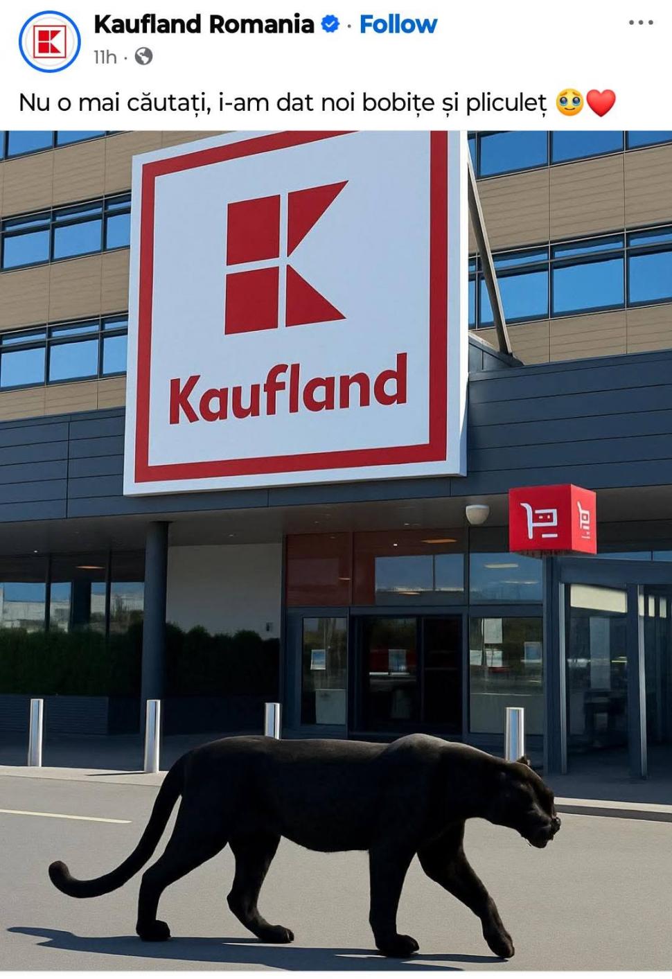 Festival de meme-uri pe internet cu pantera neagră în România: Felina ba mănâncă o șaorma la terasă, ba duce sticle la reciclat 986242