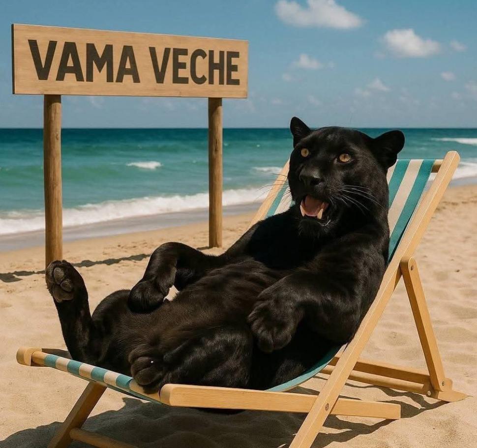 Festival de meme-uri pe internet cu pantera neagră în România: Felina ba mănâncă o șaorma la terasă, ba duce sticle la reciclat 986348