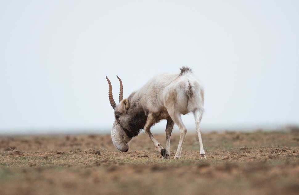 Kazahstanul donează Chinei 1.500 de antilope saiga, animale preistorice cu aspect unic, salvate de la extincţie 986327