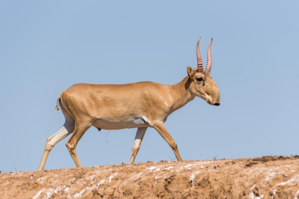 Kazahstanul donează Chinei 1.500 de antilope saiga, animale preistorice cu aspect unic, salvate de la extincţie 986329