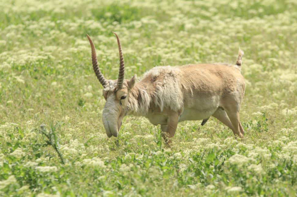 Kazahstanul donează Chinei 1.500 de antilope saiga, animale preistorice cu aspect unic, salvate de la extincţie 986330