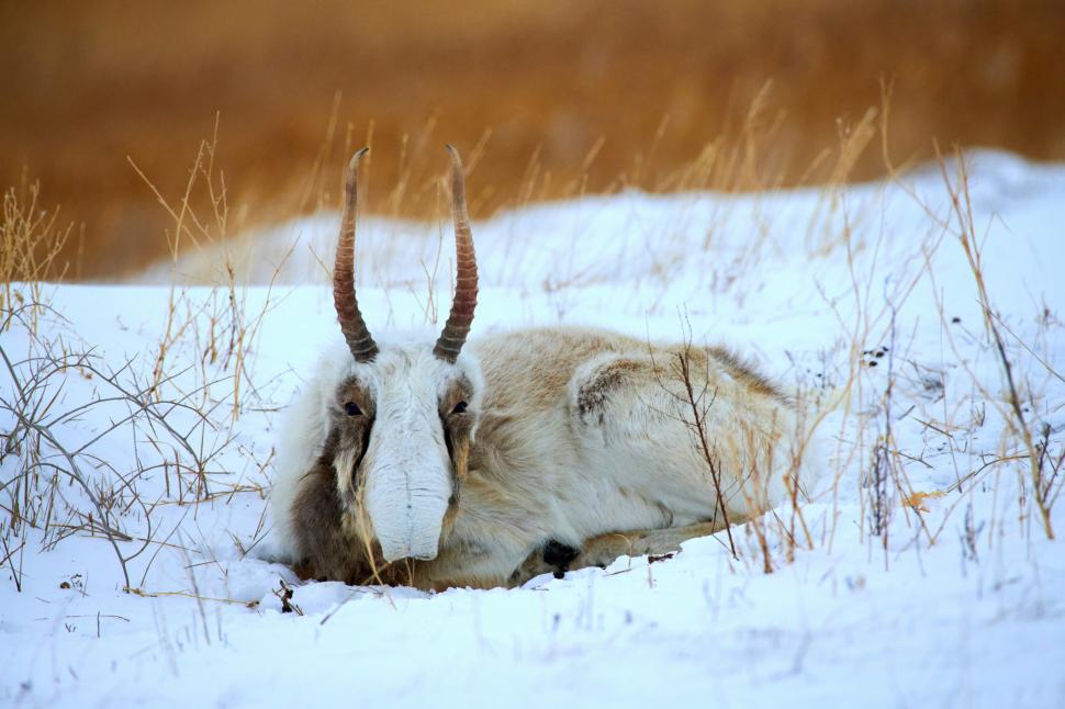 Kazahstanul donează Chinei 1.500 de antilope saiga, animale preistorice cu aspect unic, salvate de la extincţie 986332