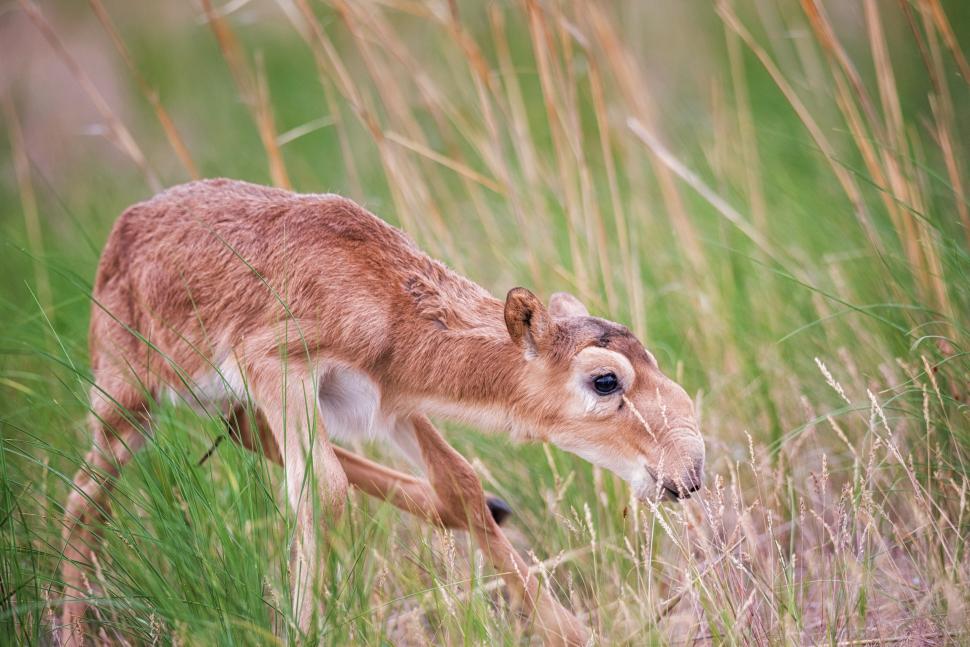 Kazahstanul donează Chinei 1.500 de antilope saiga, animale preistorice cu aspect unic, salvate de la extincţie 986333