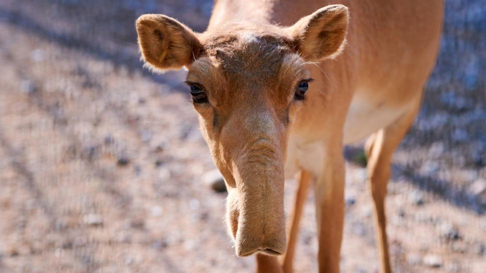 Kazahstanul donează Chinei 1.500 de antilope saiga, animale preistorice cu aspect unic, salvate de la extincţie 986339