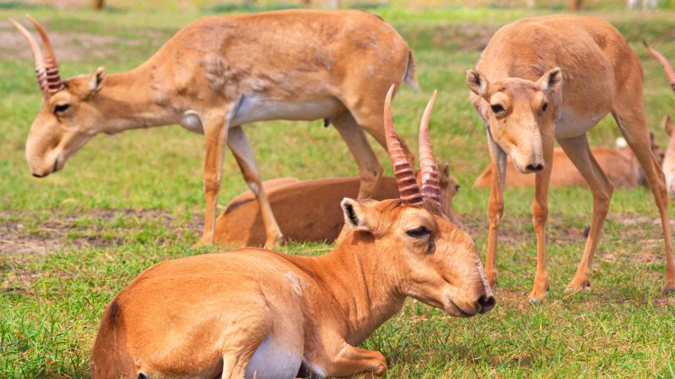 Kazahstanul donează Chinei 1.500 de antilope saiga, animale preistorice cu aspect unic, salvate de la extincţie 986340
