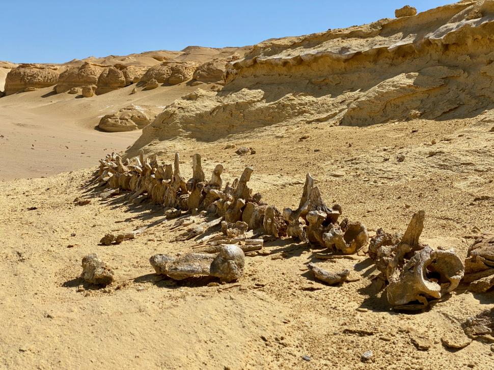 „Valea Balenelor”: Scheletele din deşertul Sahara arată că balenele de acum 56 de milioane de ani aveau picioare cu degete 986627