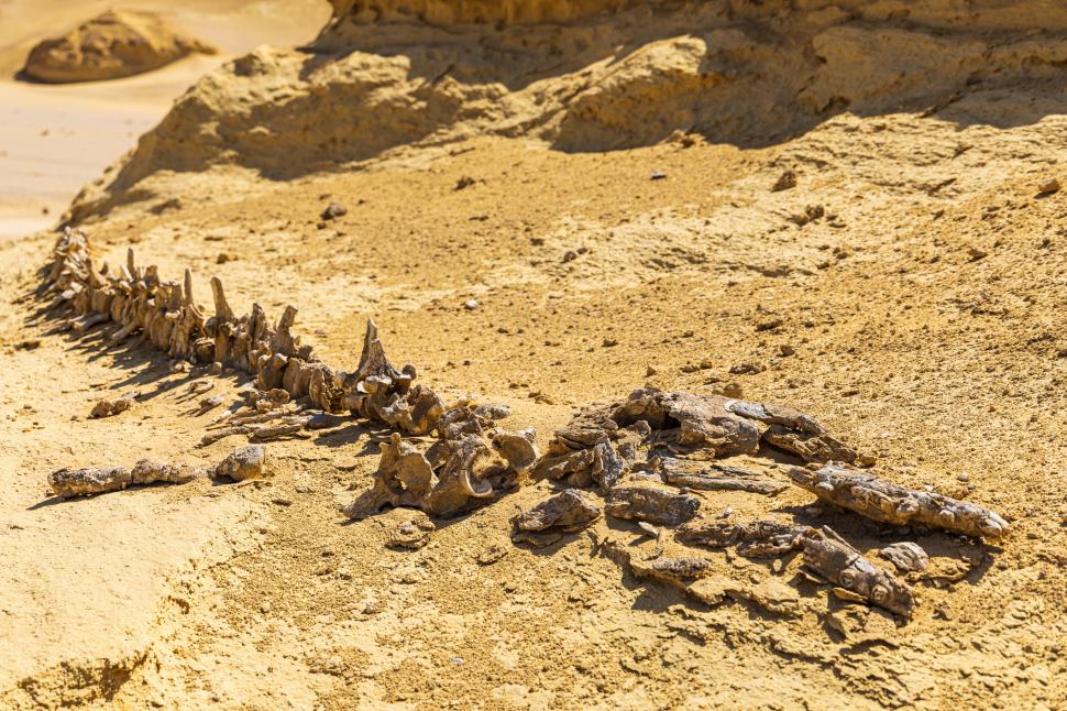 „Valea Balenelor”: Scheletele din deşertul Sahara arată că balenele de acum 56 de milioane de ani aveau picioare cu degete 986633