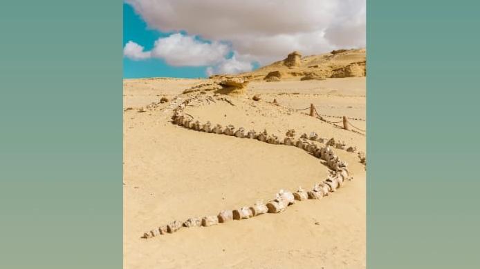„Valea Balenelor”: Scheletele din deşertul Sahara arată că balenele de acum 56 de milioane de ani aveau picioare cu degete 986635