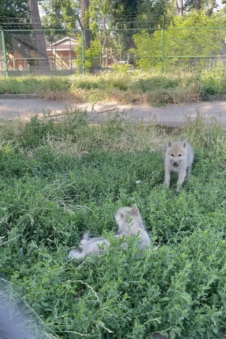 Premieră națională la Zoo Oradea: S-au născut doi pui de lup arctic. Vizitatorii sunt invitați să îi „adopte” și să le aleagă numele 987407