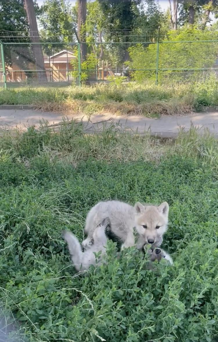 Premieră națională la Zoo Oradea: S-au născut doi pui de lup arctic. Vizitatorii sunt invitați să îi „adopte” și să le aleagă numele 987414