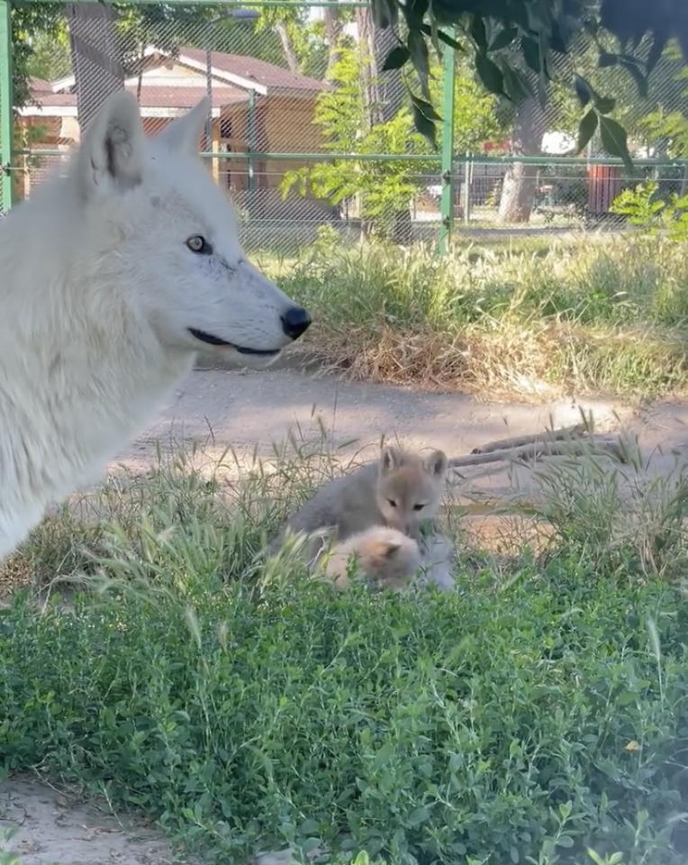 Premieră națională la Zoo Oradea: S-au născut doi pui de lup arctic. Vizitatorii sunt invitați să îi „adopte” și să le aleagă numele 987420