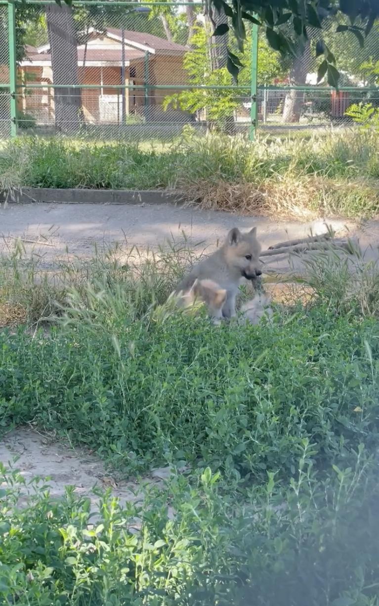 Premieră națională la Zoo Oradea: S-au născut doi pui de lup arctic. Vizitatorii sunt invitați să îi „adopte” și să le aleagă numele 987424