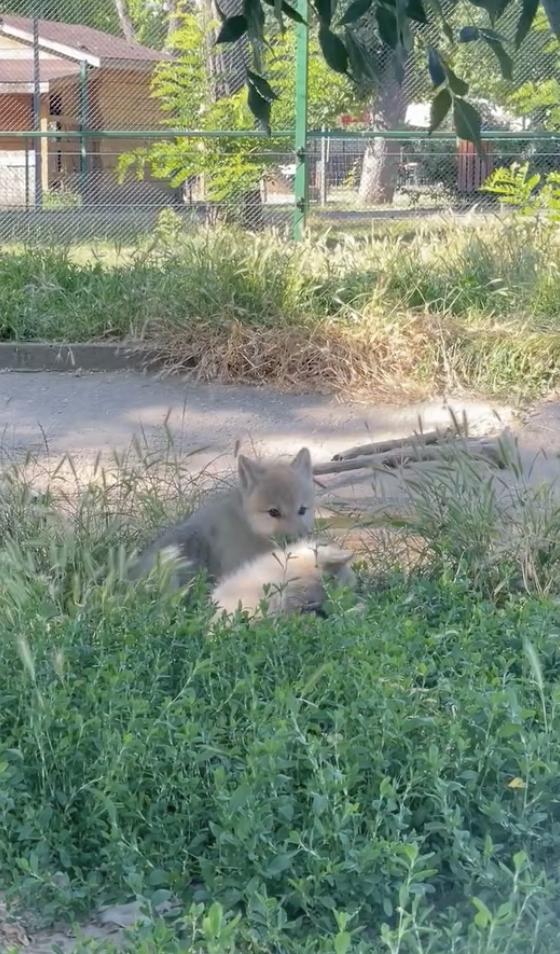 Premieră națională la Zoo Oradea: S-au născut doi pui de lup arctic. Vizitatorii sunt invitați să îi „adopte” și să le aleagă numele 987425