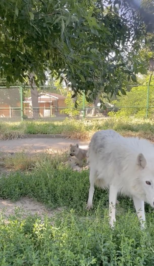 Premieră națională la Zoo Oradea: S-au născut doi pui de lup arctic. Vizitatorii sunt invitați să îi „adopte” și să le aleagă numele 987426