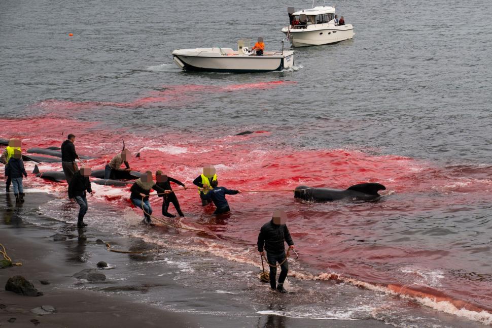 Val de furie după masacrul balenelor din Feroe. Într-o singură zi, au fost ucise 100 de exemplare, inclusiv femele gestante 987450