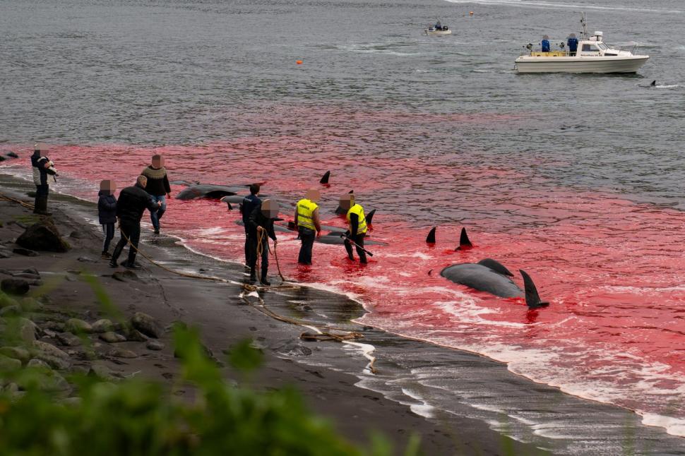 Val de furie după masacrul balenelor din Feroe. Într-o singură zi, au fost ucise 100 de exemplare, inclusiv femele gestante 987451