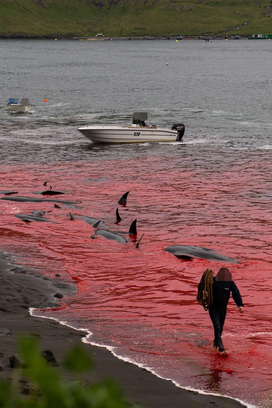 Val de furie după masacrul balenelor din Feroe. Într-o singură zi, au fost ucise 100 de exemplare, inclusiv femele gestante 987452